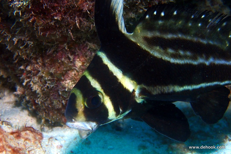 PA080135.JPG