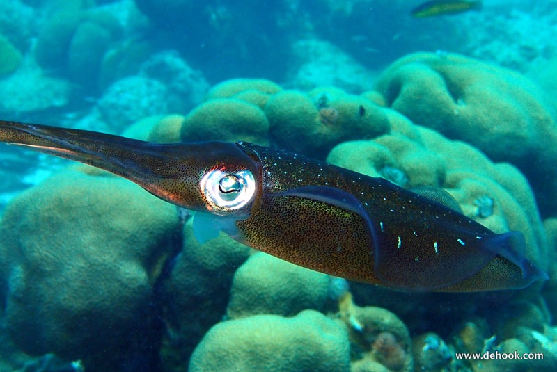 PA110547.JPG