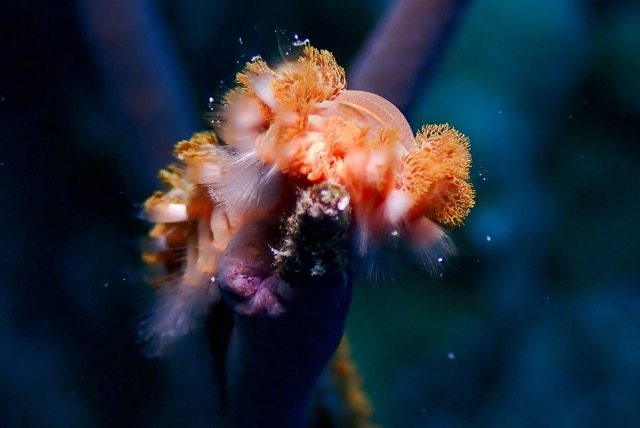pufferTG612215-topaz.jpg