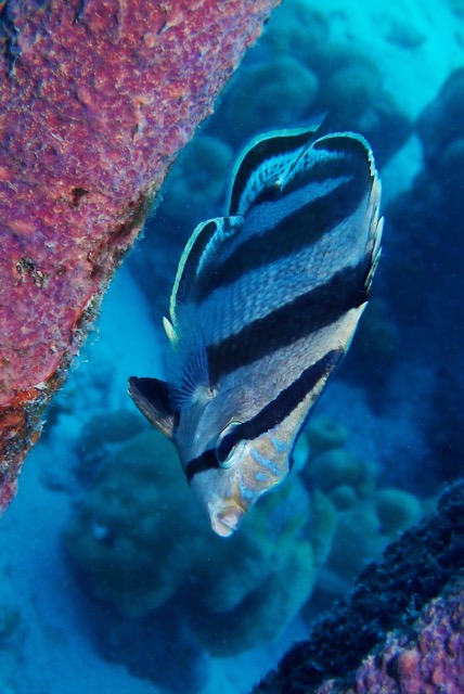 pufferTG651201-topaz.jpg