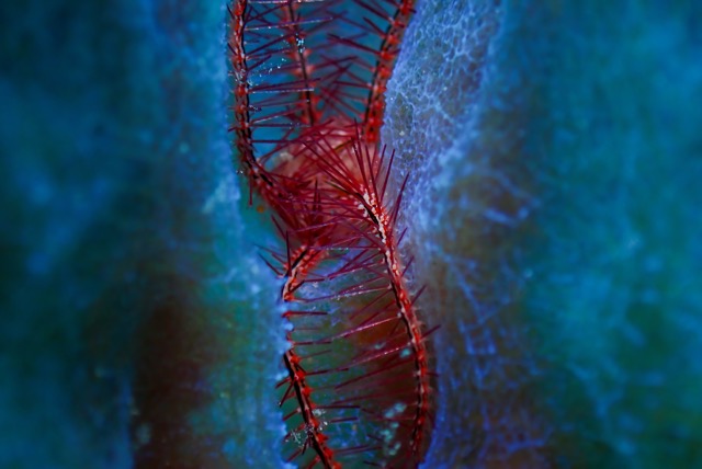 pufferTG661317-topaz.jpg
