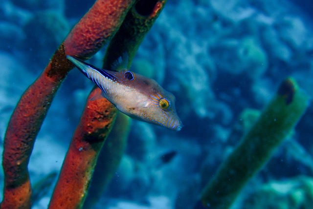 pufferTG661330-topaz.jpg