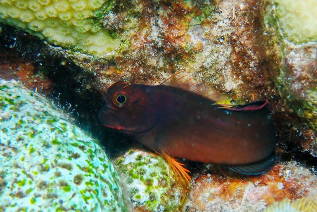 pufferTG661447-topaz.jpg