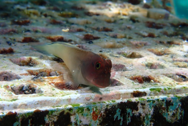 pufferTG671544-topaz.jpg