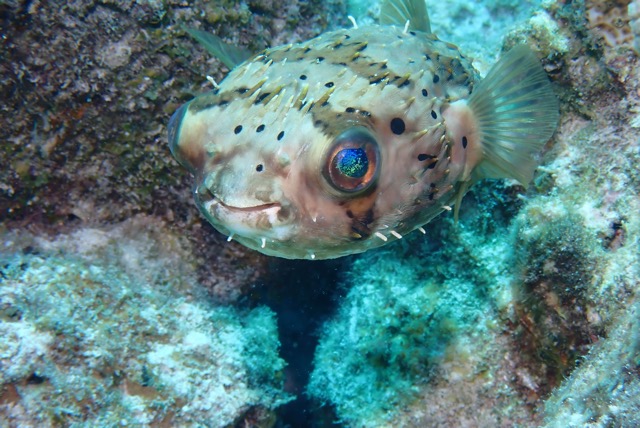 pufferTG671579-topaz.jpg